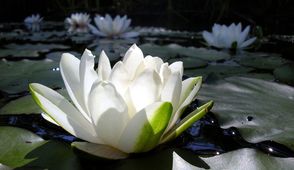 Prajñāparādha ou l'erreur de l'intellect