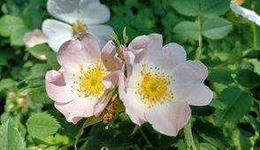 La ternura de los sentimientos