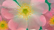 Tenderness of feelings